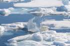Norway, Svalbard. Polar bear jumping on pack ice in Arctic Ocean. Art Print